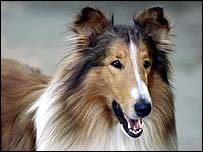 _41738118_lassie_203.jpg