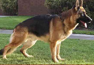 German Shepherd999999.jpg